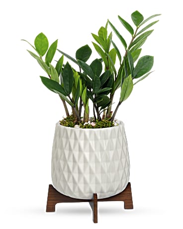 Luxe Leaves Plant Plant